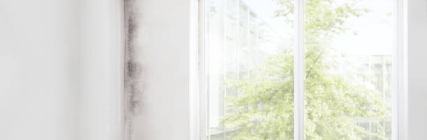 Best Water Damage & Mold Remediation  in Honsville, GA