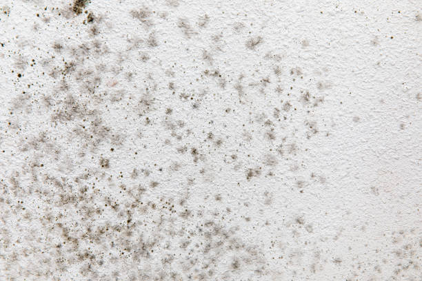 Best Basement Mold Removal  in Honsville, GA