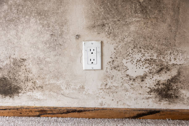 Mold Remediation for Vacation Homes in Hogansville, GA
