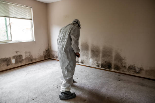 Best Mold Remediation for Vacation Homes  in Honsville, GA