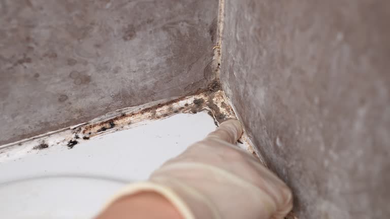 Best Mold-Related Health Consultation  in Honsville, GA